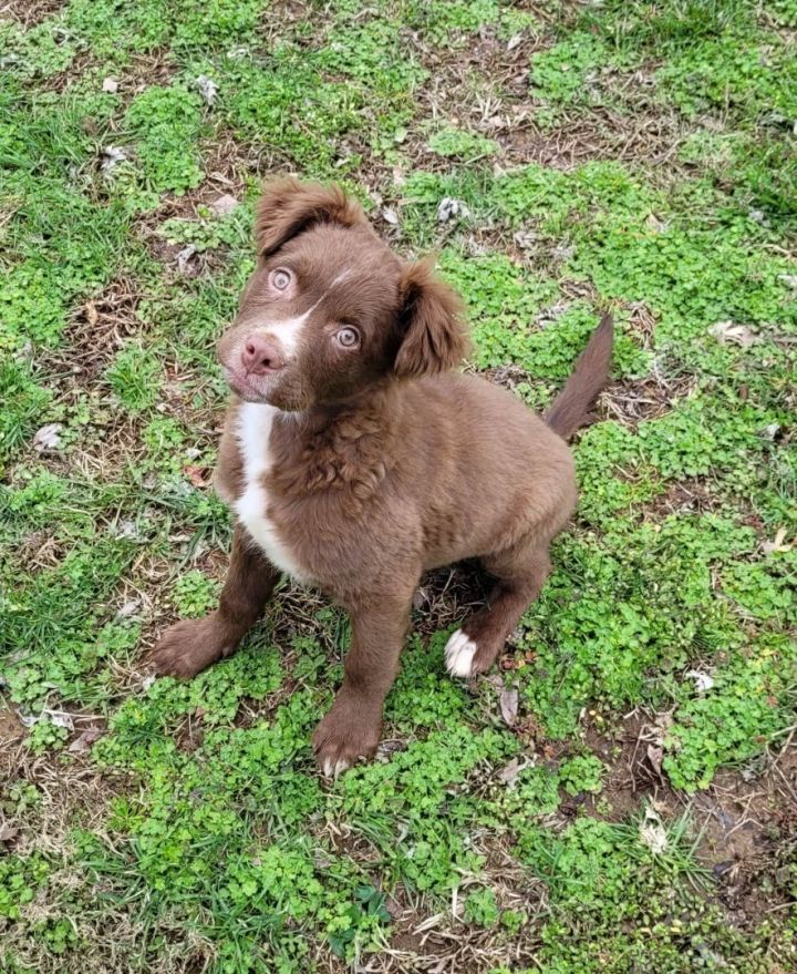 Romeo, an adopted Aussiedoodle & Chocolate Labrador Retriever Mix in Hermitage, TN_image-1