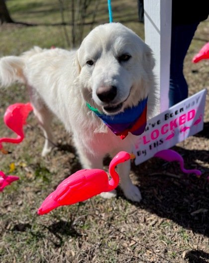 Gabriel, an adoptable Great Pyrenees Mix in Midland, VA_image-1