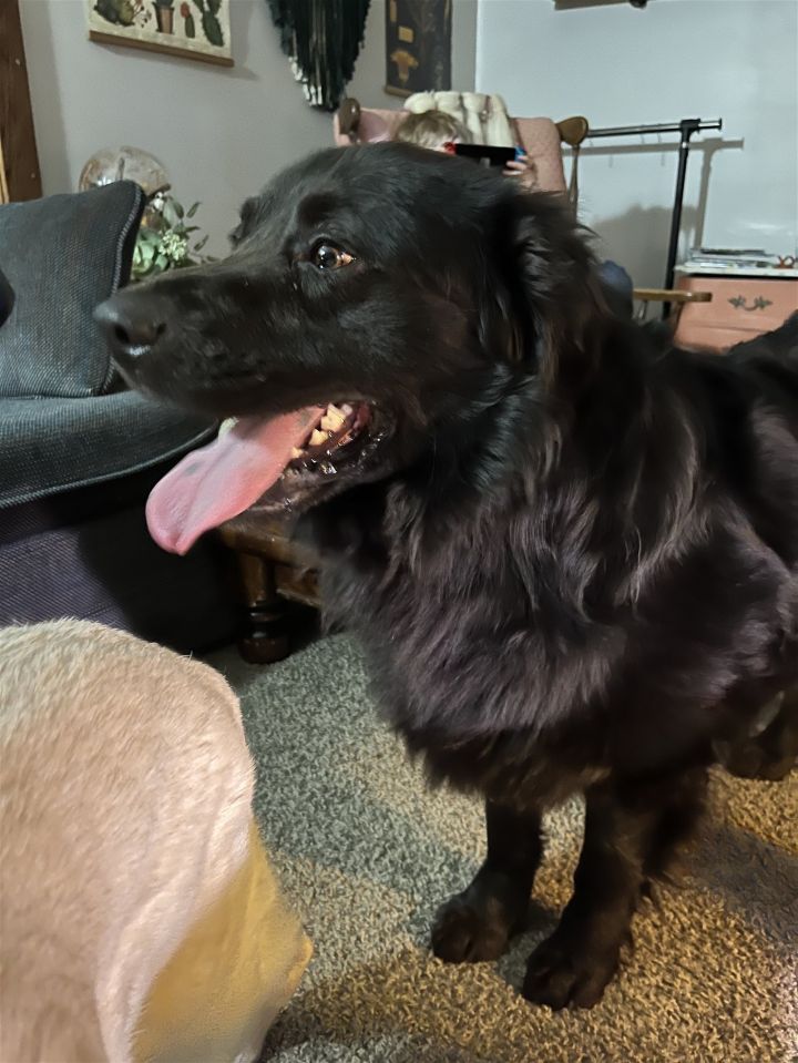 King - pending adoption 1