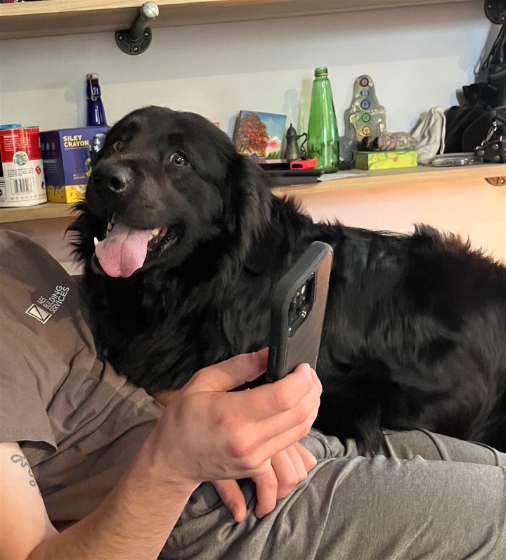 King - pending adoption, an adoptable Newfoundland Dog & Black Labrador Retriever Mix in Cuyahoga Falls, OH_image-2