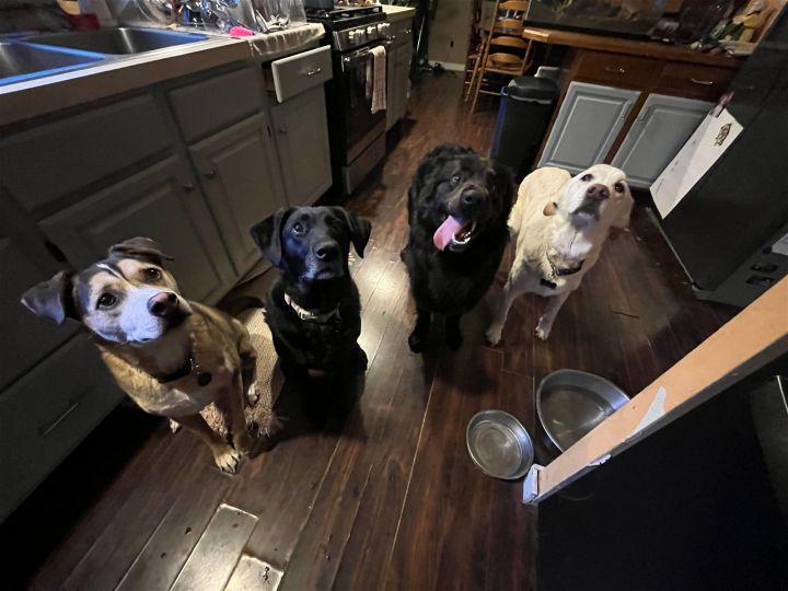 King - pending adoption, an adoptable Newfoundland Dog & Black Labrador Retriever Mix in Cuyahoga Falls, OH_image-3