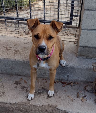Mia, an adoptable Yellow Labrador Retriever Mix in Carlsbad, CA_image-3