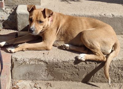 Mia, an adoptable Yellow Labrador Retriever Mix in Carlsbad, CA_image-4