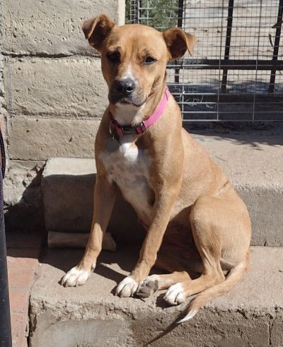 Mia, an adoptable Yellow Labrador Retriever Mix in Carlsbad, CA_image-1