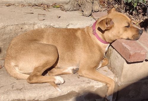 Mia, an adoptable Yellow Labrador Retriever Mix in Carlsbad, CA_image-5