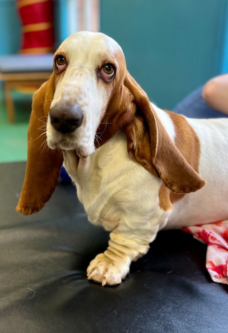 Petfinder sales basset hounds