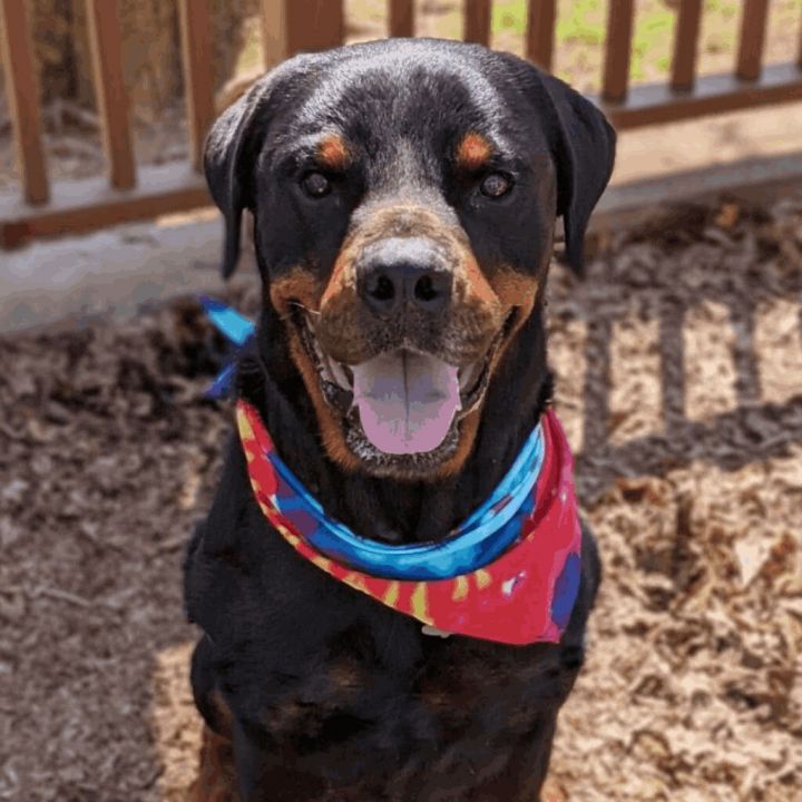 Roo Bear, an adopted Rottweiler in Helena, AL_image-1