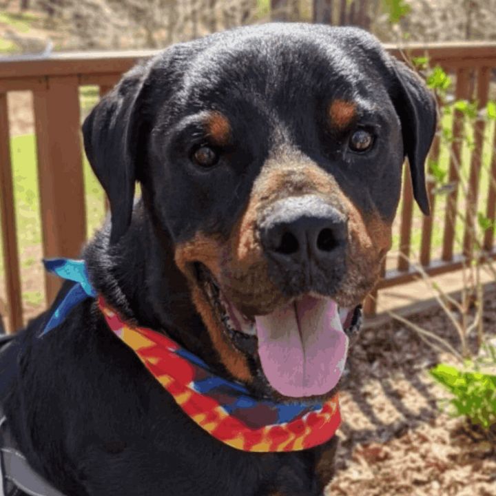 Roo Bear, an adopted Rottweiler in Helena, AL_image-4