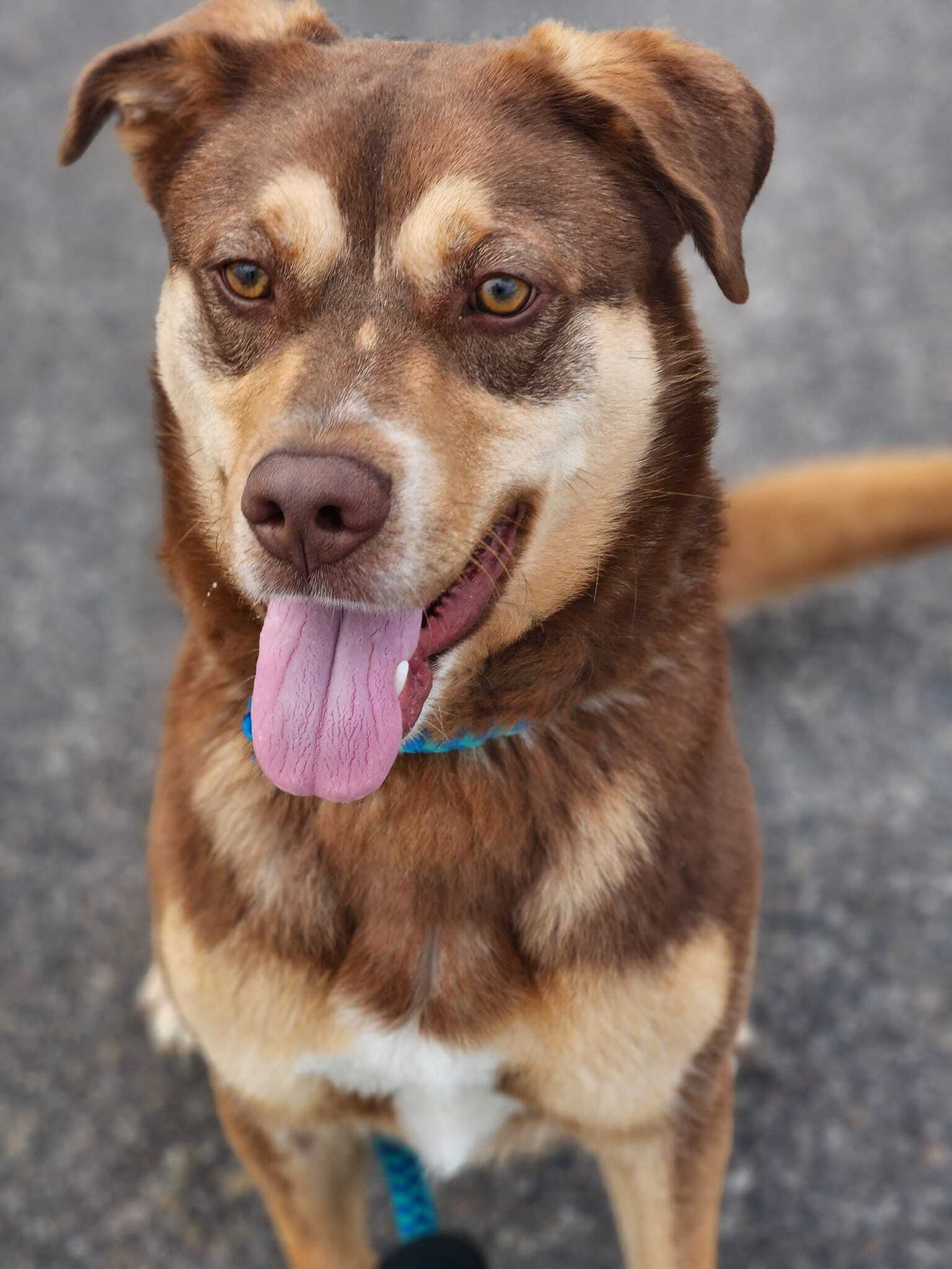 Keaton - Foster home needed, an adoptable Husky, Labrador Retriever in West Richland, WA, 99353 | Photo Image 2