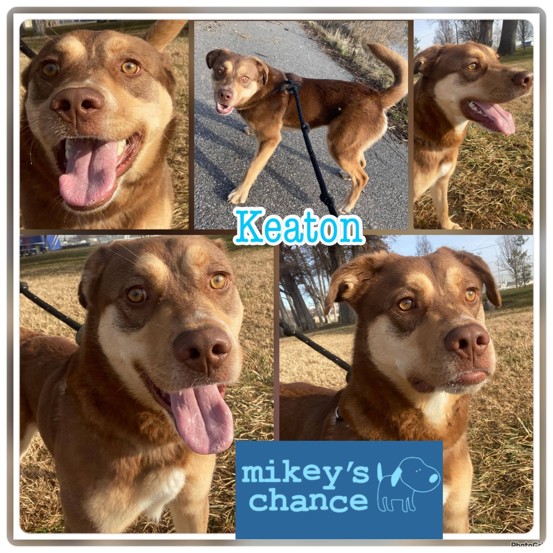 Keaton - Foster home needed, an adoptable Husky, Labrador Retriever in West Richland, WA, 99353 | Photo Image 3