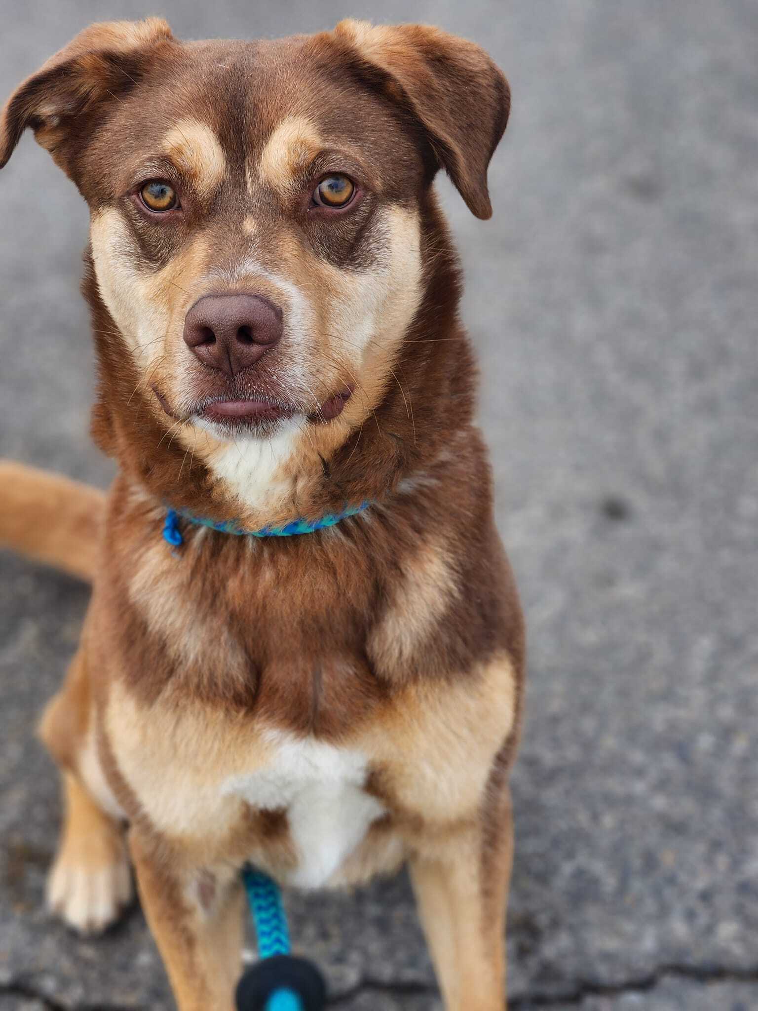 Keaton - Foster home needed, an adoptable Husky, Labrador Retriever in West Richland, WA, 99353 | Photo Image 1
