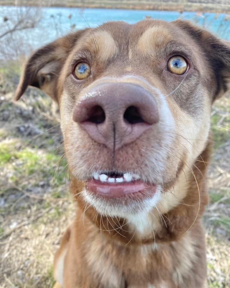 Keaton - Foster home needed, an adoptable Husky, Labrador Retriever in West Richland, WA, 99353 | Photo Image 4