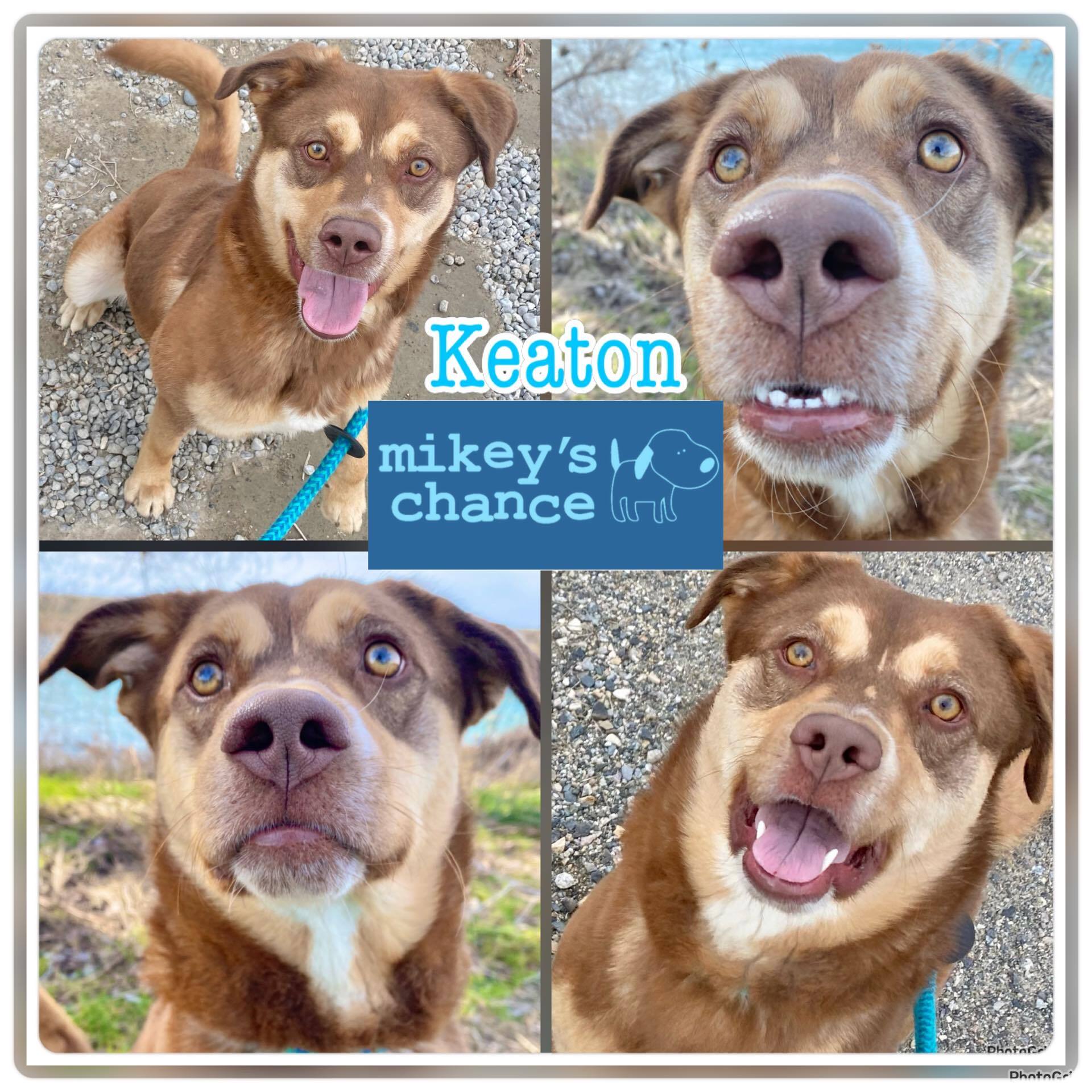 Keaton - Foster home needed, an adoptable Husky, Labrador Retriever in West Richland, WA, 99353 | Photo Image 5