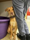 Lyla - Take My Lead Dog