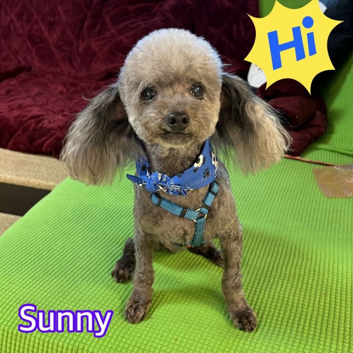 Sunny, an adopted Poodle in Hollywood, FL_image-1