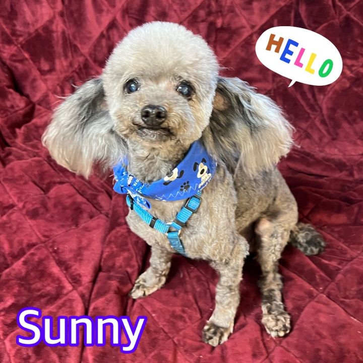 Sunny, an adopted Poodle in Hollywood, FL_image-2