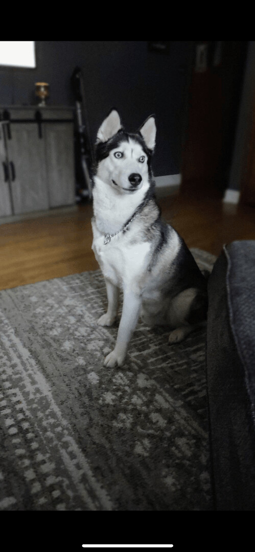 Sparky, an adoptable Siberian Husky in Oswego, IL_image-4