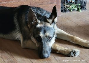 Jazzy is an 18-month-old female German Shepherd who -- along with her three siblings -- was abandone