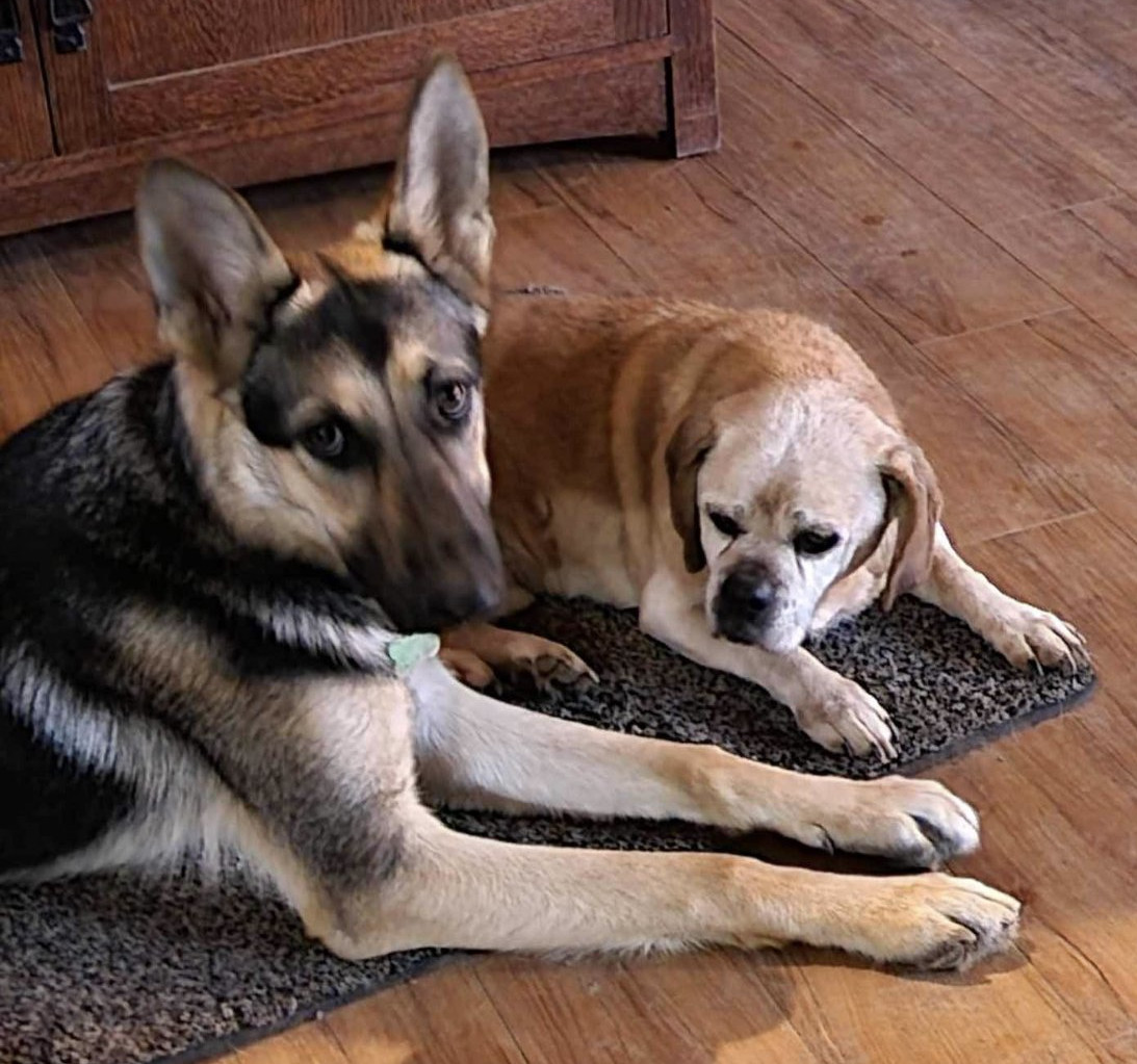 Jazzy, an adoptable German Shepherd Dog in Seattle, WA, 98165 | Photo Image 2