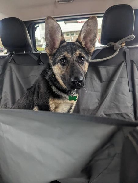 Jazzy, an adoptable German Shepherd Dog in Seattle, WA, 98165 | Photo Image 3