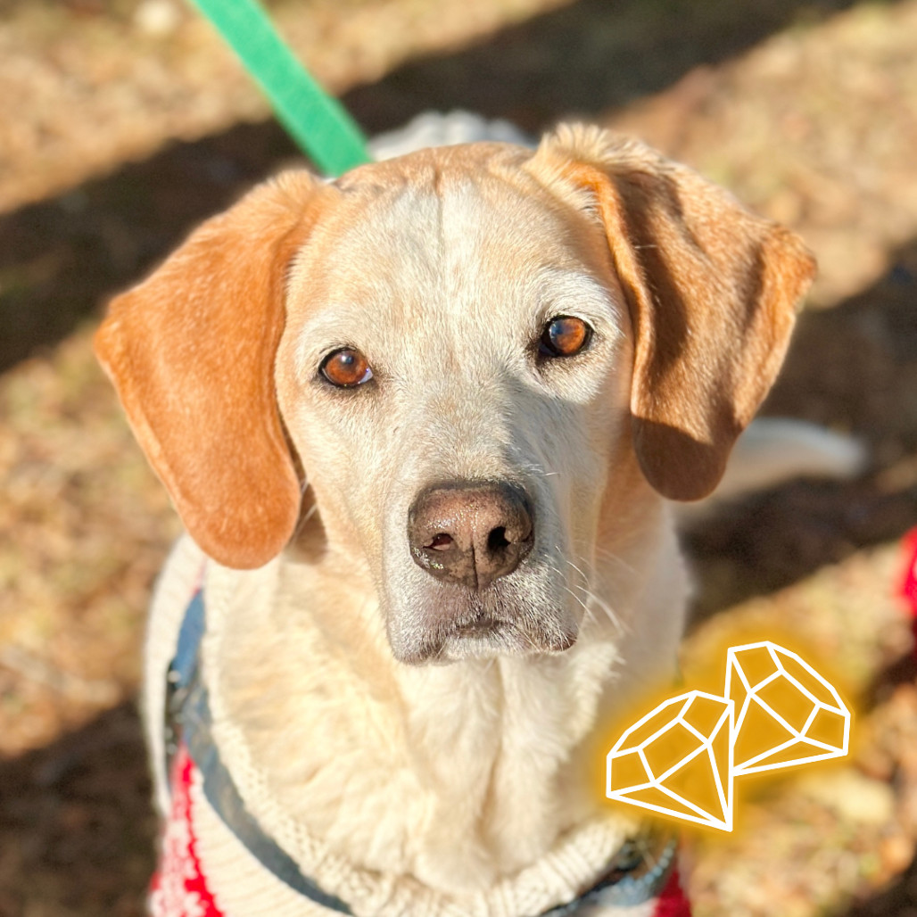 CoCo, an adoptable Hound in East Hampton, NY, 11937 | Photo Image 1