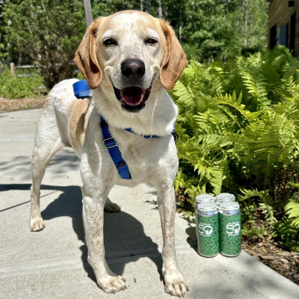 CoCo, an adoptable Hound in East Hampton, NY, 11937 | Photo Image 2