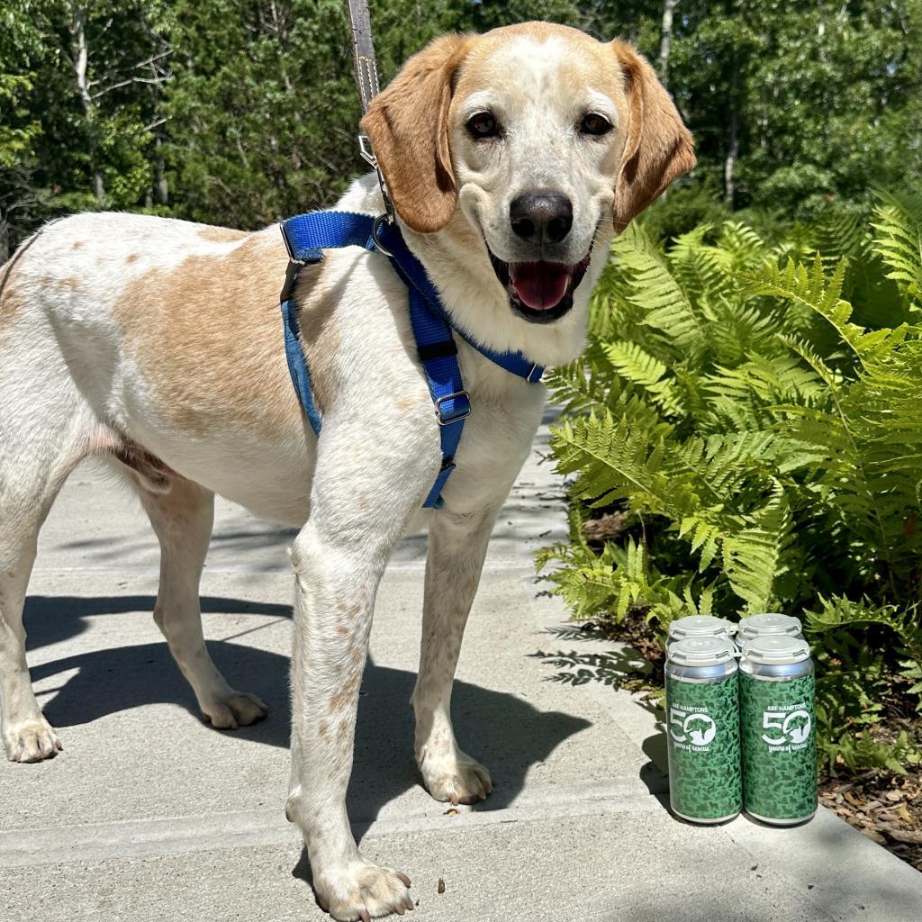 CoCo, an adoptable Hound in East Hampton, NY, 11937 | Photo Image 3