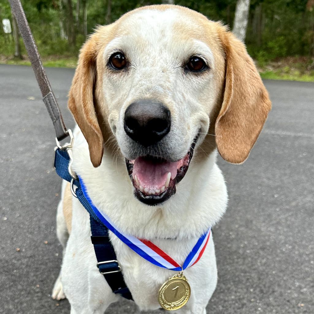 CoCo, an adoptable Hound in East Hampton, NY, 11937 | Photo Image 4