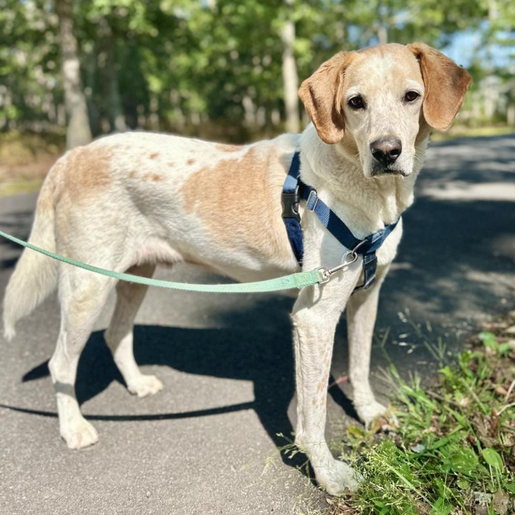 CoCo, an adoptable Hound in East Hampton, NY, 11937 | Photo Image 5