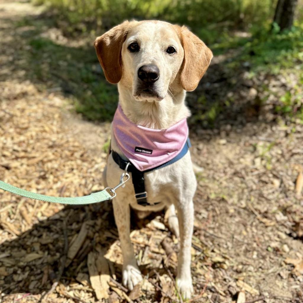 CoCo, an adoptable Hound in East Hampton, NY, 11937 | Photo Image 5