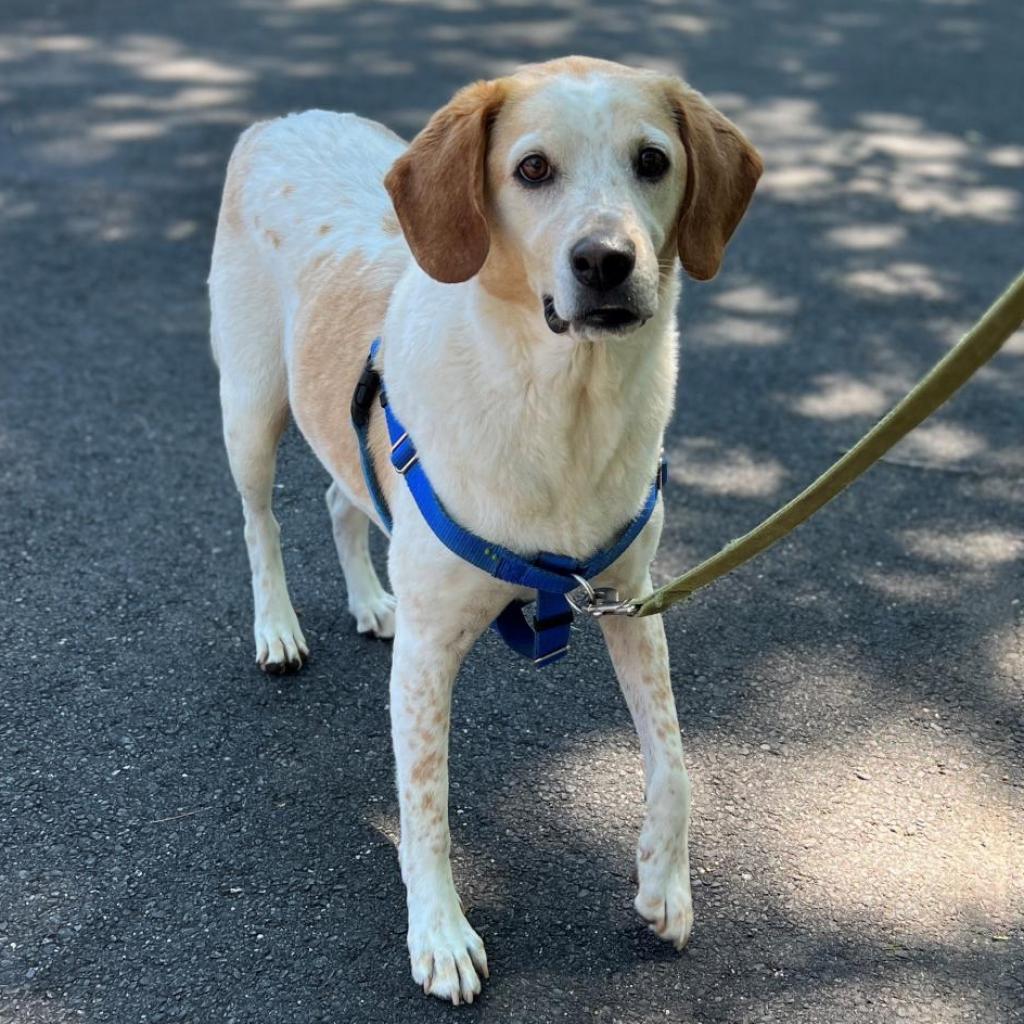 CoCo, an adoptable Hound in East Hampton, NY, 11937 | Photo Image 6