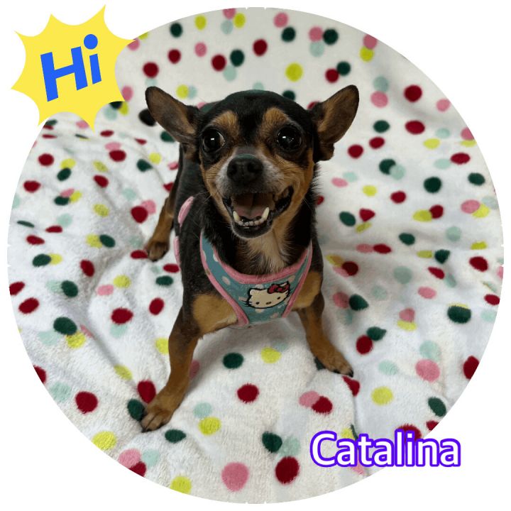 Catalina , an adopted Chihuahua in Hollywood, FL_image-1