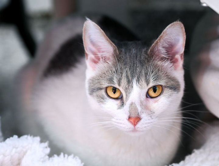 Lullay, an adoptable Tabby & Domestic Short Hair Mix in Chattanooga, TN_image-2