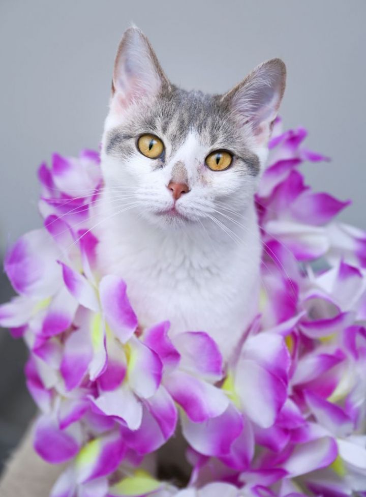 Lullay, an adoptable Tabby & Domestic Short Hair Mix in Chattanooga, TN_image-1
