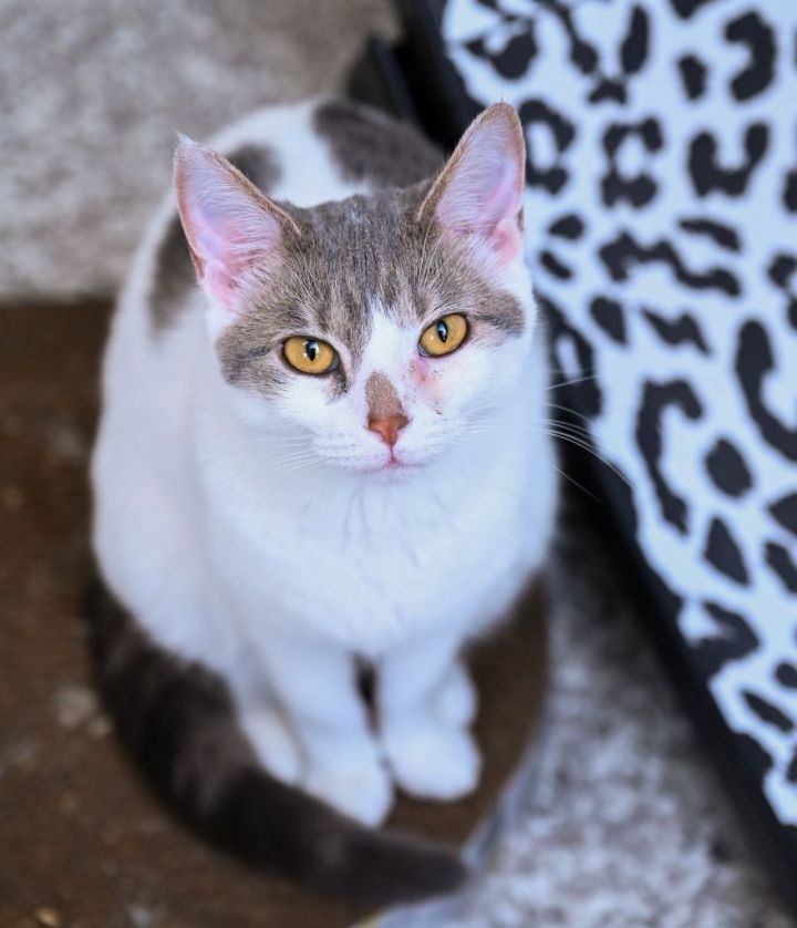 Lullay, an adoptable Tabby & Domestic Short Hair Mix in Chattanooga, TN_image-6