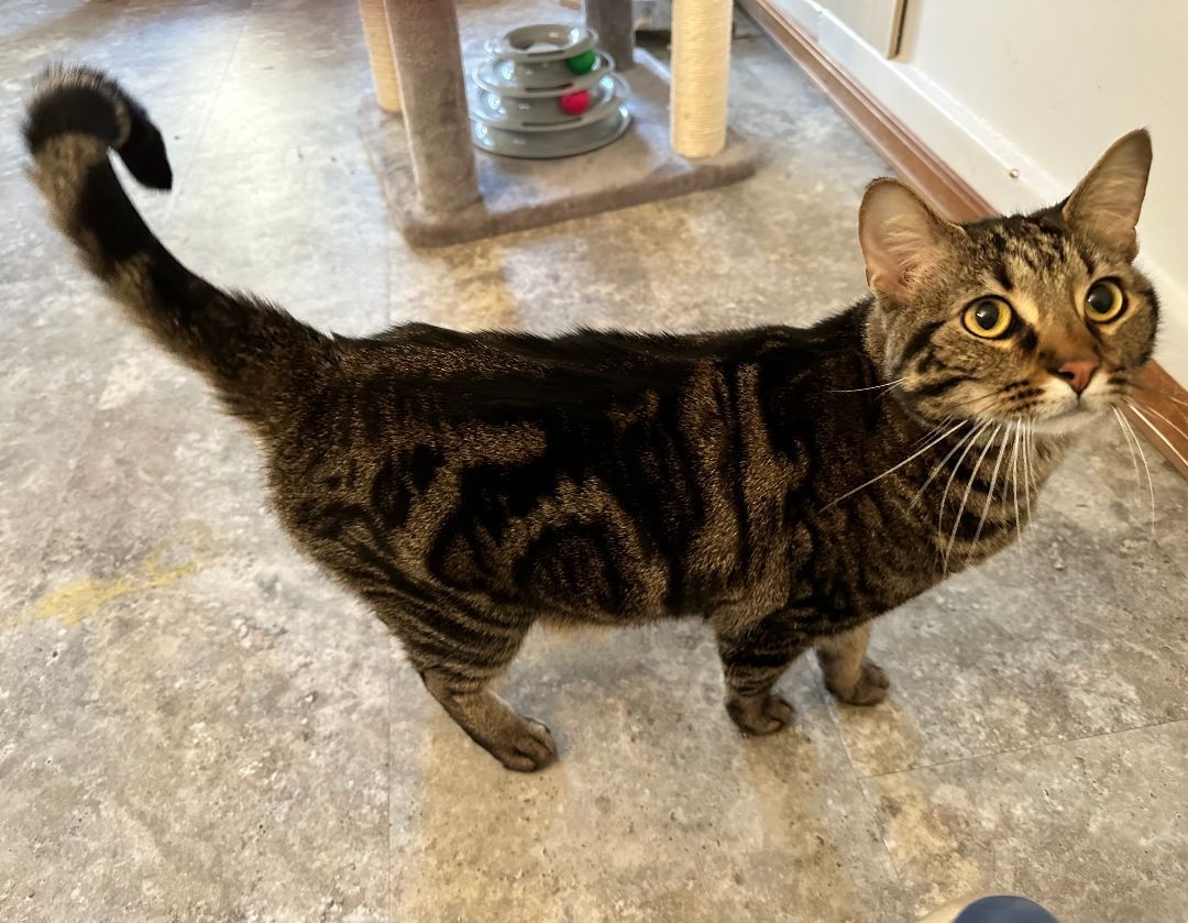 Cat for adoption Pepper, a Domestic Short Hair in Watonga, OK Petfinder