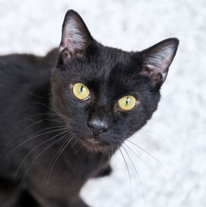 Flint, an adopted Domestic Short Hair Mix in Chattanooga, TN_image-6