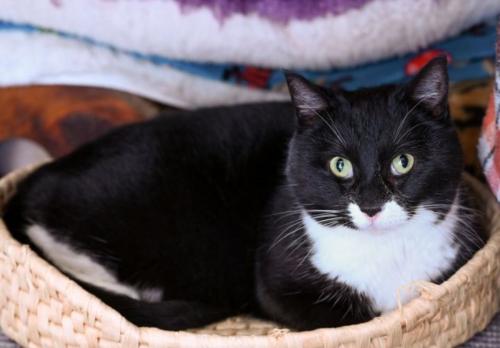 Apache, an adoptable Domestic Short Hair Mix in Chattanooga, TN_image-1