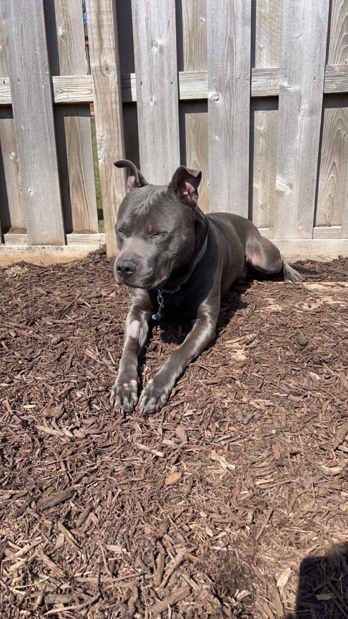 Quantum, an adoptable Pit Bull Terrier in Richfield, WI, 53076 | Photo Image 3