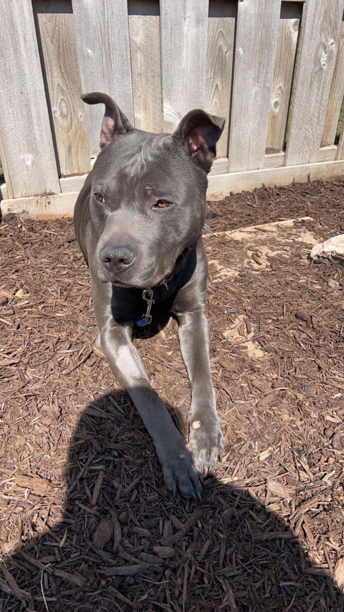 Quantum, an adoptable Pit Bull Terrier in Richfield, WI, 53076 | Photo Image 4