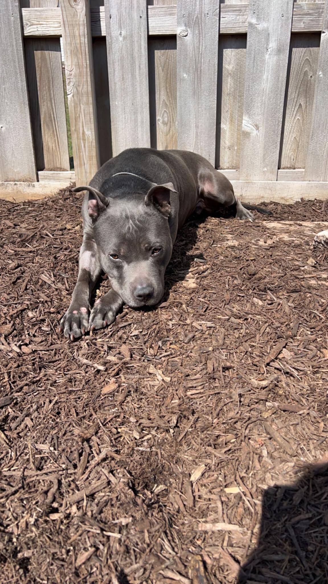 Quantum, an adoptable Pit Bull Terrier in Richfield, WI, 53076 | Photo Image 6