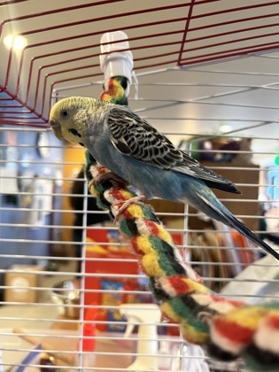 Sunny, an adoptable Parakeet (Other) in Bellingham, WA_image-1