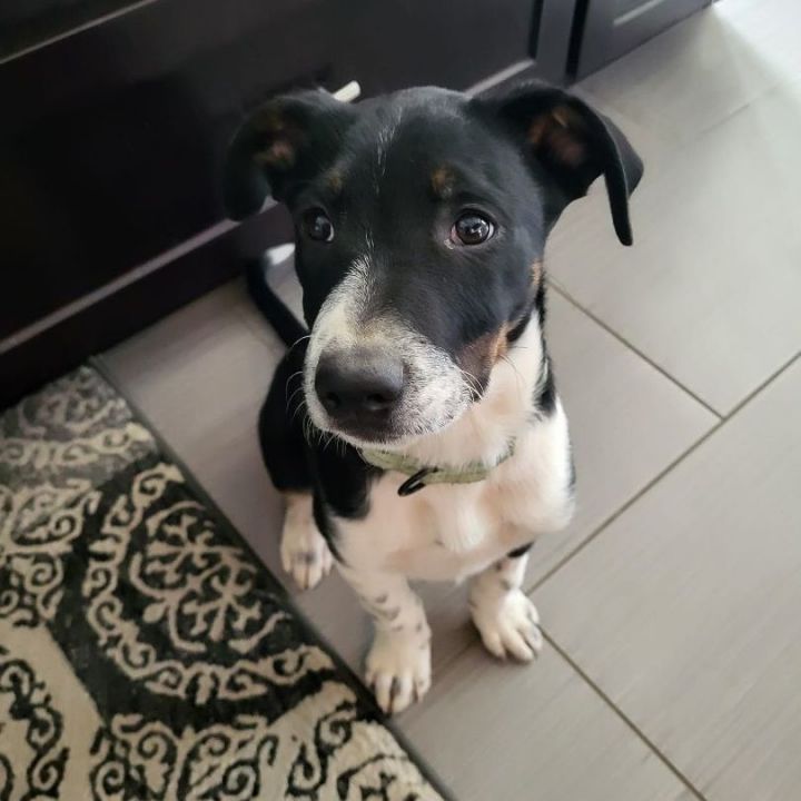 PIPSQUEAK 1