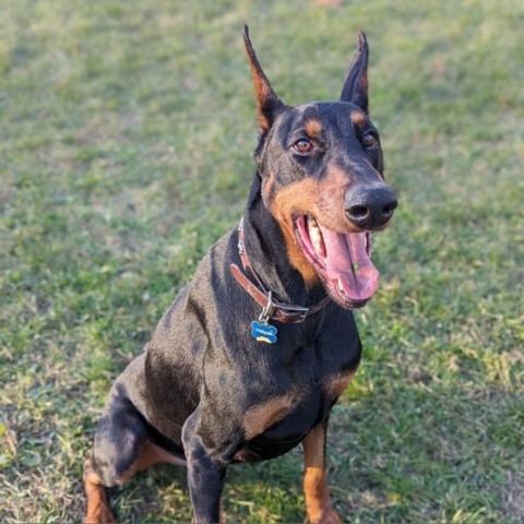 7736 Heis - I'm a SSNAP Dog, an adoptable Doberman Pinscher in Sandown, NH, 03873 | Photo Image 1