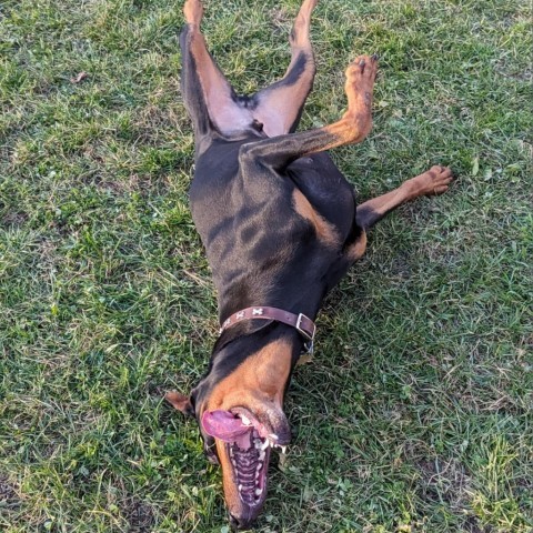 7736 Heis - I'm a SSNAP Dog, an adoptable Doberman Pinscher in Sandown, NH, 03873 | Photo Image 2