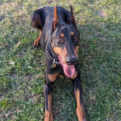 7736 Heis - I'm a SSNAP Dog, an adoptable Doberman Pinscher in Sandown, NH, 03873 | Photo Image 2