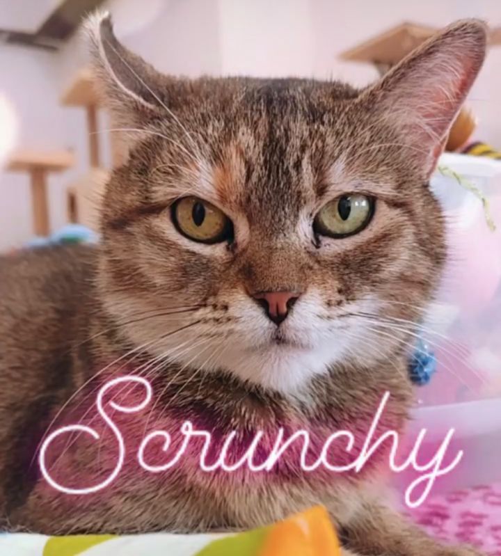 Scrunchy, an adoptable Torbie & Domestic Short Hair Mix in New Haven, CT_image-1