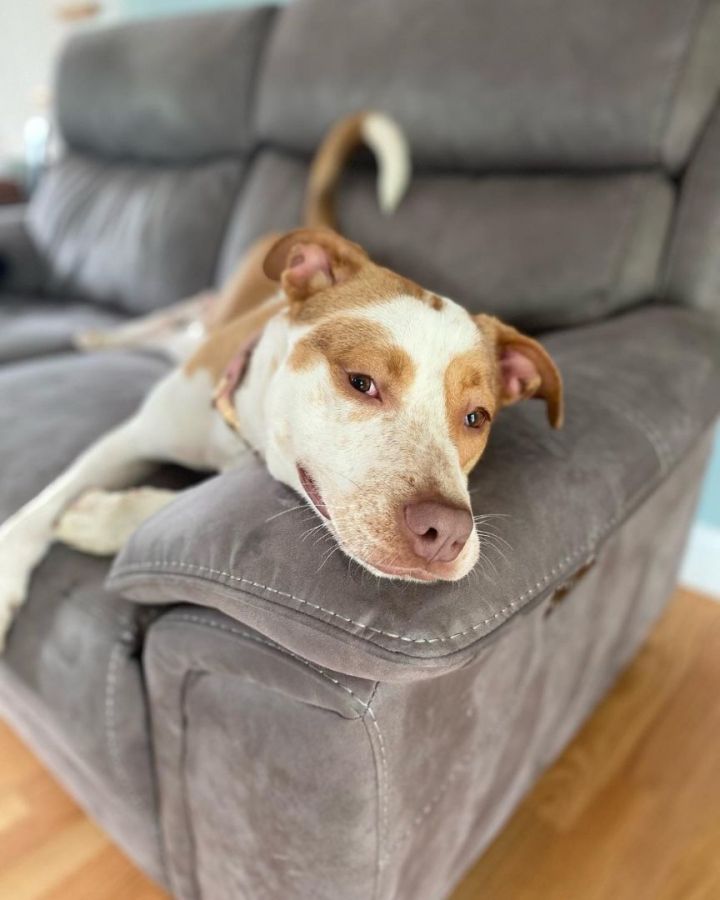 Zuzu, an adoptable Pointer & Terrier Mix in Bloomfield, CT_image-3