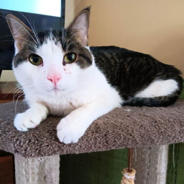 Orville , an adopted Domestic Short Hair Mix in Minneapolis, MN_image-2