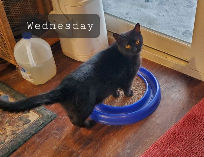 Wednesday